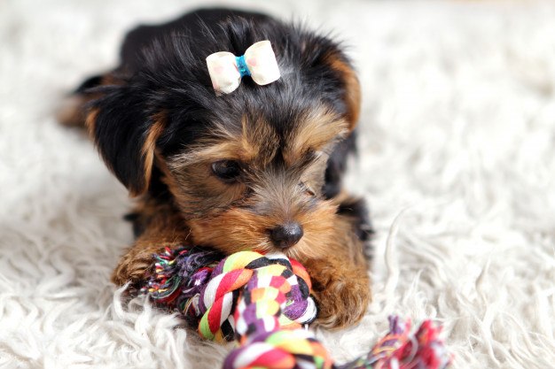 Dog Accessories